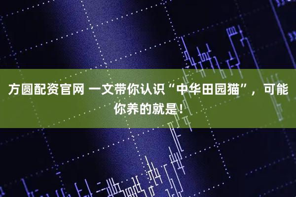 方圆配资官网 一文带你认识“中华田园猫”，可能你养的就是！